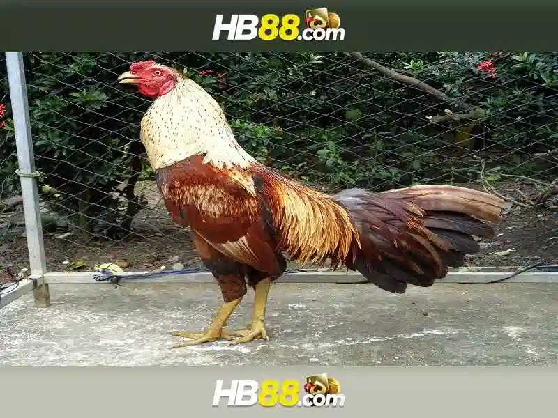Trải Nghiệm Chơi Slot Đỉnh Cao trên HB88