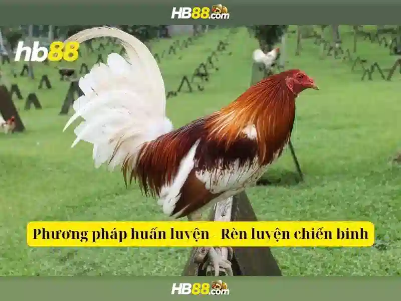 Ứng Dụng HB88 App