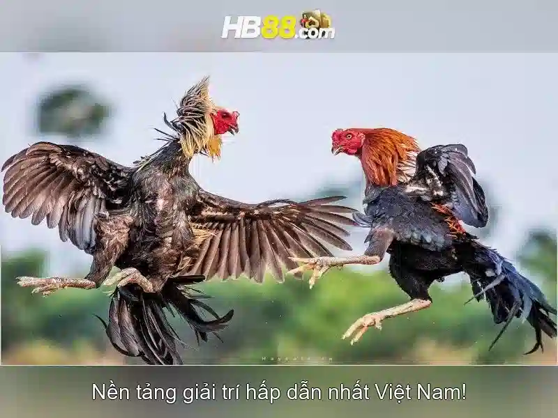 casino trực tiếp HB88